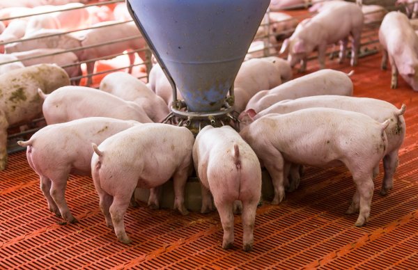 股票配资排排 “摘星脱帽”在即！“福建猪王”退守南方，傲农生物重整后资产负债率大降